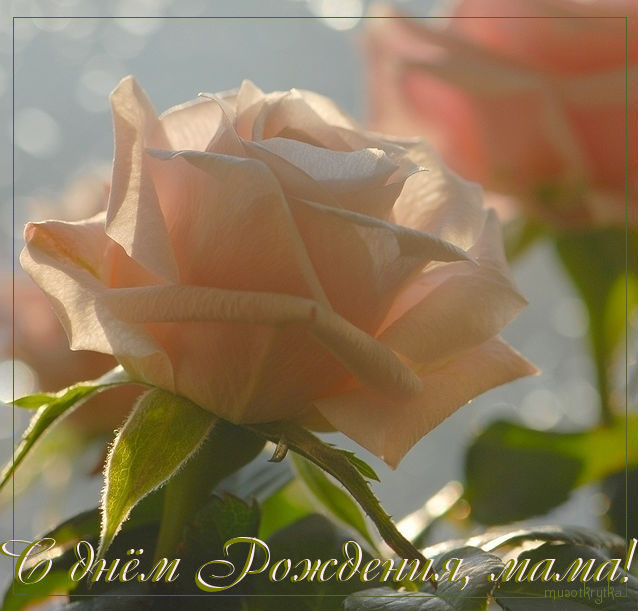Музыкальная открытка для мамы, с днём рождения, розы