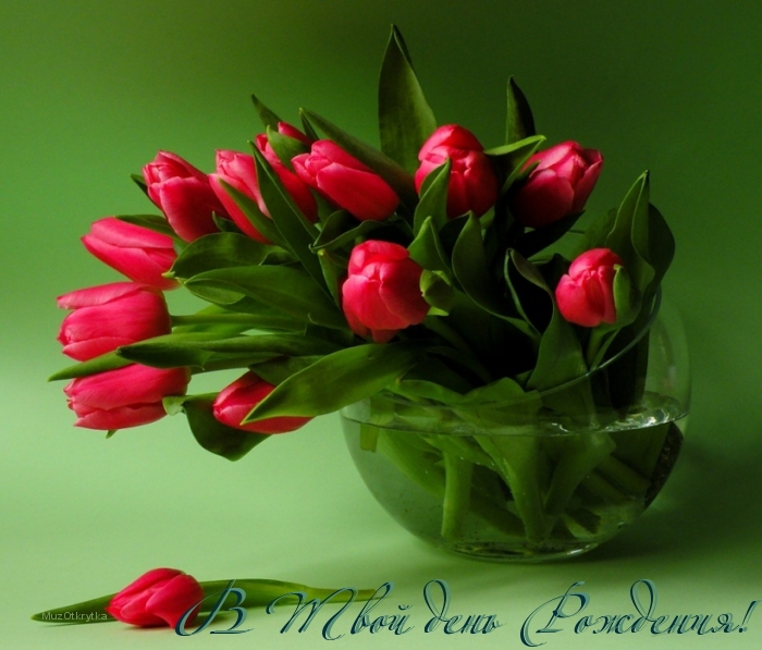 Музыкальная открытка, с днём рождения, красивые тюльпаны