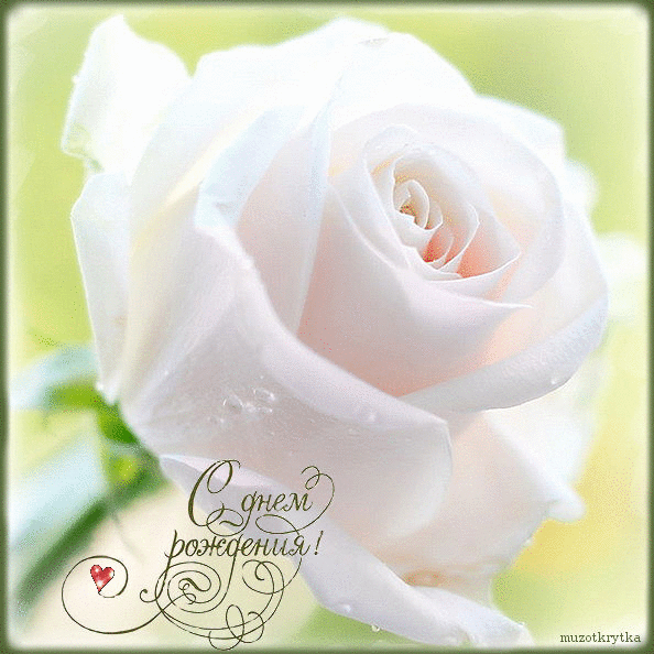 Музыкальная открытка, с днём рождения, белая роза
