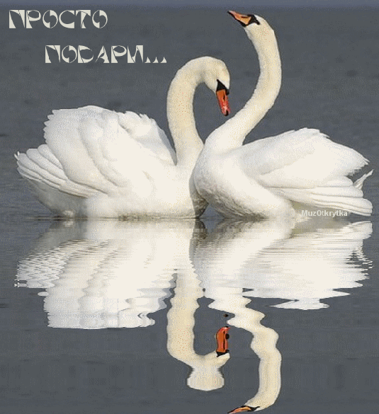 Музыкальная открытка для любимой, филипп Киркоров - Просто подари, анимация, белые лебеди