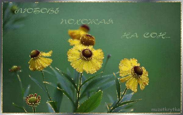музыкальные открытки о любви, Lara Fabian, любовь похожая на сон, анимация, желтые цветы