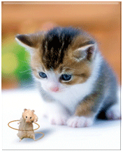 Заставки и обои для мобильного телефона - Котёнок смотрит на мышку крутящую обруч, холохуп