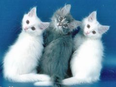 Заставки и обои для мобильного телефона три котенка