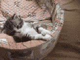 Заставки и обои для мобильного телефона забавный котенок играет с хвостом