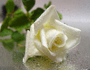 музыкальная открытка для тебя, белые розы, анимационная открытка белая роза