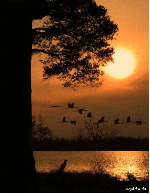 МузОткрытка, музыкальная открытка, Алла Пугачева, позови меня с собой, анимация закат солнца река стая птиц