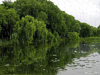 МузОткрытка,музыкальная открытка Тальков младший - Летний дождь, анимационная открытка дождь река лес