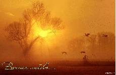 МузОткрытка, музыкальная открытка Антон Макарский, вечная любовь, анимационная открытка закат солнца туман птицы